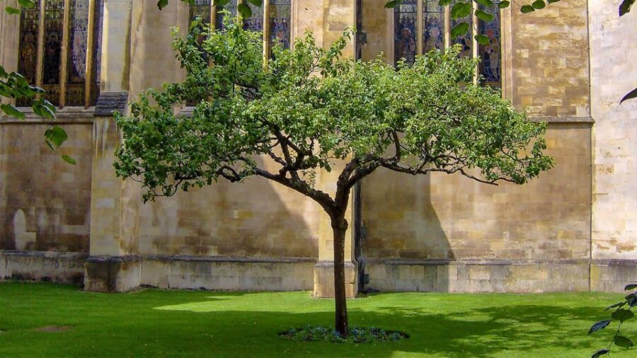 Cambridge: University Walking Tour - How the Tour Builds the World-Impact Story