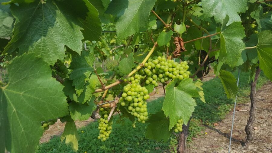 London: Full-Day English Wine Tour with Lunch - Lunch at 1 PM: gastro-English pub food with a wine glass