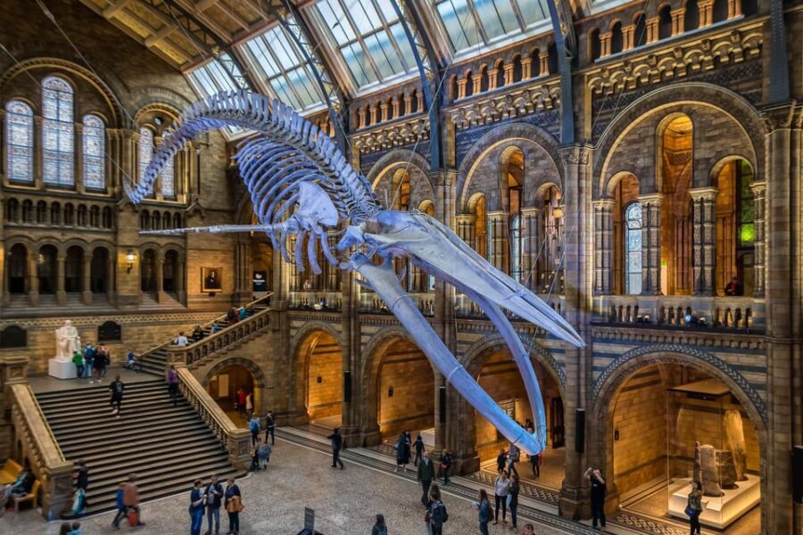 London: Guided Tour of the Natural History Museum - Entry momentum: bag check, contactless donations, and a giraffe first impression