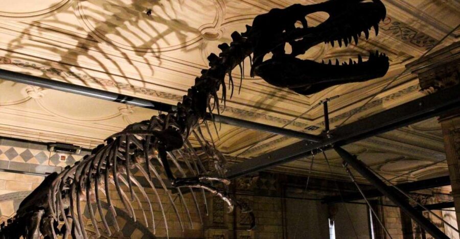 London: Natural History Museum Guided Tour - Key highlights (the stuff you’ll remember)