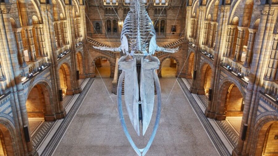 London: Natural History Museum Guided Tour - Archaeopteryx and Darwin’s milestones: evolution in human-scale form