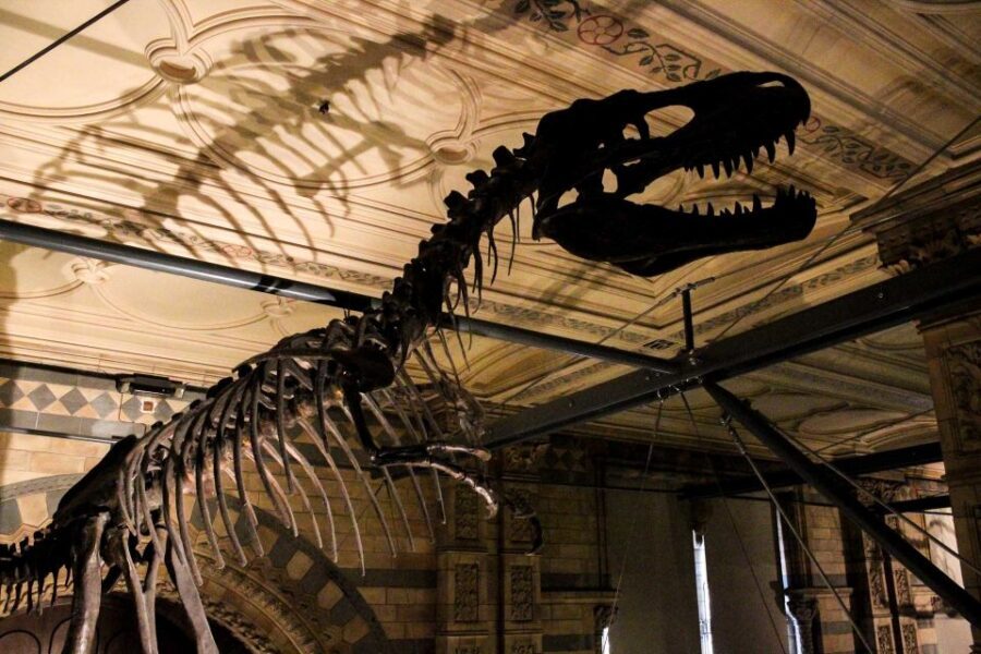 London: Natural History Museum Guided Tour - Who should book this (and who might want a different plan)