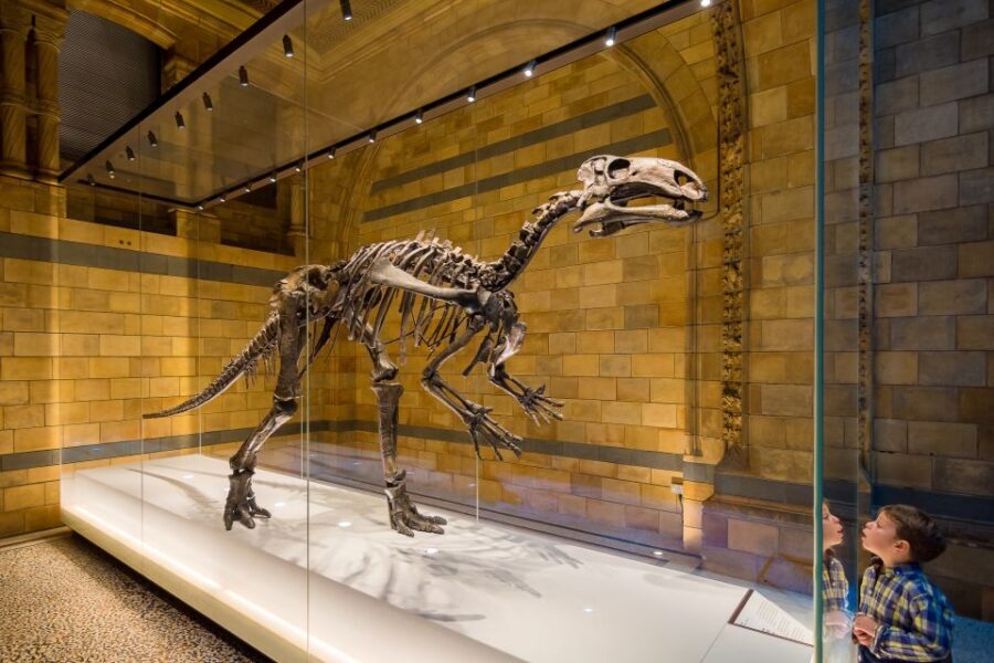 London: Natural History Museum Private Guided Family Tour - Should you book this Natural History Museum private family tour?