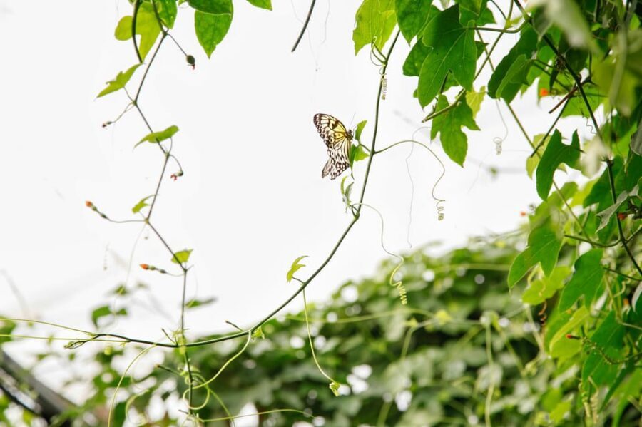 London Zoo: Entry Ticket - Key Highlights You Should Care About