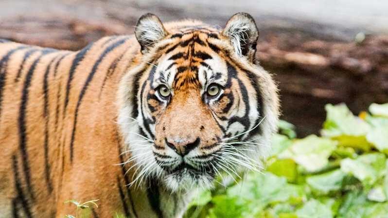 London Zoo: Entry Ticket - Food, Toilets, and Keeping Your Day Comfortable