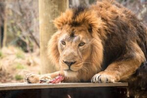 London Zoo: Entry Ticket - Start With the Pre-Paid Ticket Desk and Skip the Line