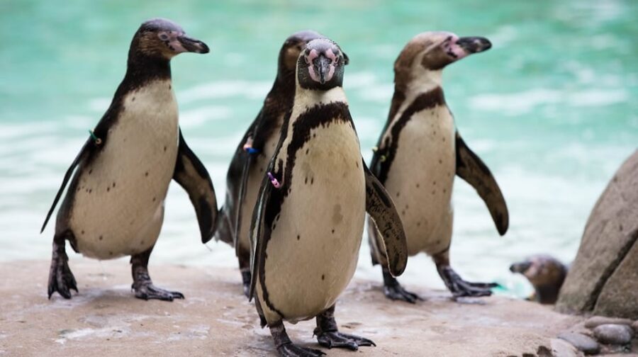 London Zoo: Entry Ticket - Tiny Giants and the Coral Reef Tank for Rain-Proof Wonder
