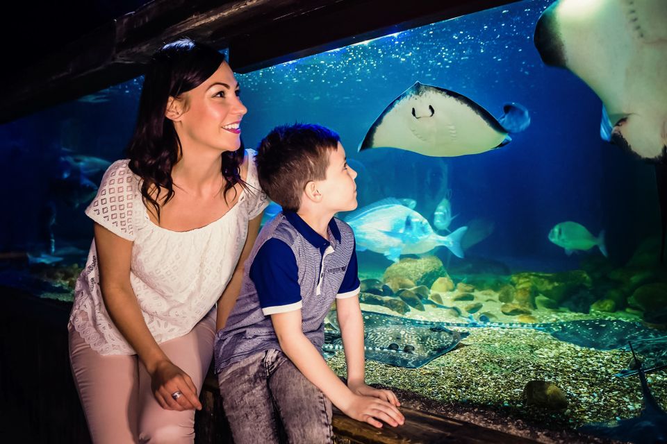 London: SEA LIFE Entry Ticket - Interactives, staff energy, and the VR-style attractions people remember