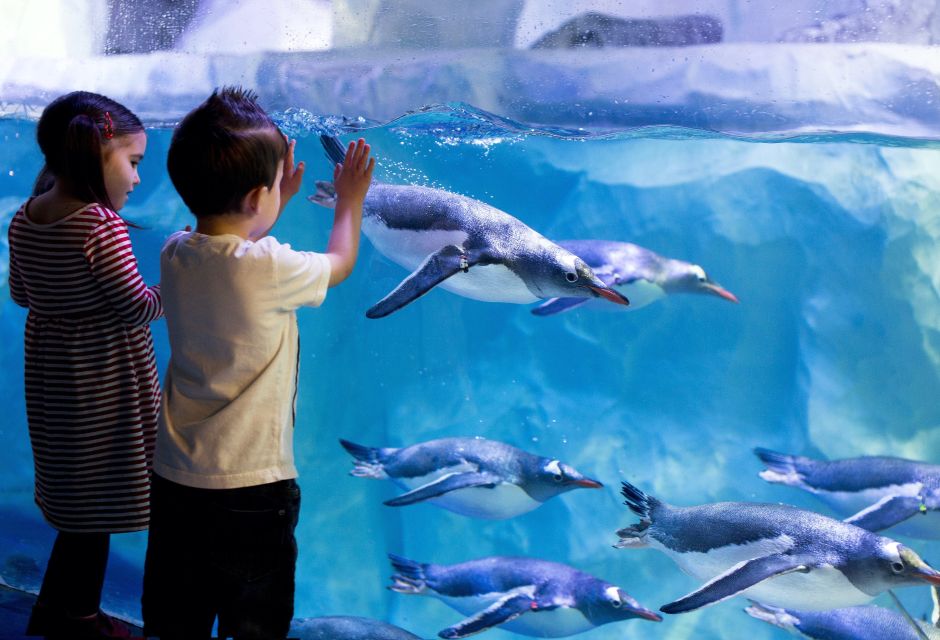 London: SEA LIFE & London Eye Combo Ticket - Booking and timing: how to make the transition feel effortless